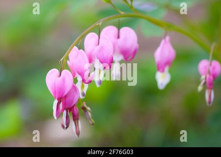 Asiatische Blutungsherzen (Lamprocapnos spectabilis) in Blüte Stockfoto