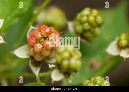 Amerikanische Rote Himbeere (Rubus Idaeus) - USA Stockfoto