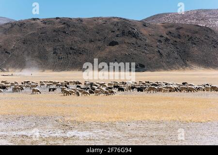 Schafe weiden auf dem Grasland der tibetischen Hochebene Stockfoto