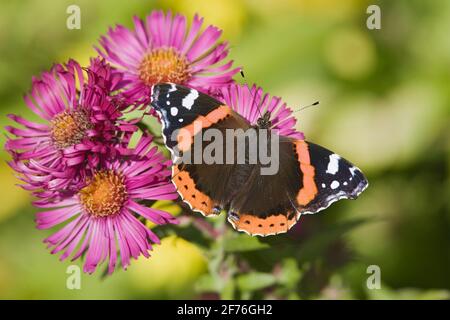 Roter Admiralschmetterling (Vanessa atalanta), auf Michaelmas Daisy, Northumberland, Großbritannien Stockfoto