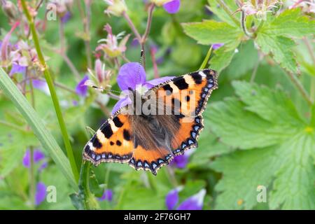 Kleiner Schildpatt-Schmetterling (Aglais urticae), Northumberland-Nationalpark, Großbritannien Stockfoto