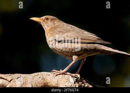Blackbird, Turdus merula, thront auf einem Ast im Sonnenschein in einem britischen Garten, April 2021 Stockfoto