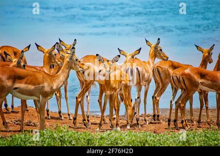 Gruppe wilder afrikanischer Safariantilopen in den Grasländern des Tsavo East in Kenia, Afrika. Im Hintergrund ist ein Wasserloch hinter ihnen Stockfoto
