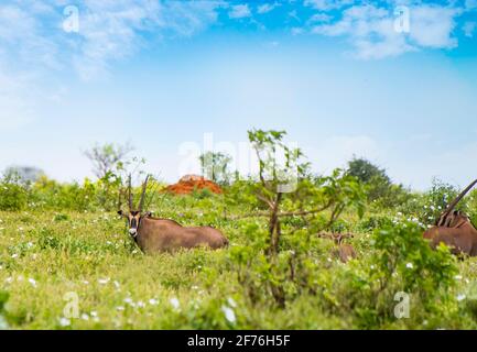 Antilope mit großen Hörnern steht im Gras in Tsavo East, Kenia. Es ist ein Wildtierfoto aus Afrika. Stockfoto