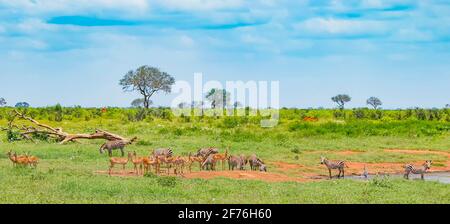 Zebras und Antilopen in der Nähe eines Wasserlochs auf einer Safari in Afrika. Es ist in Tsavo East, Kenia. Stockfoto