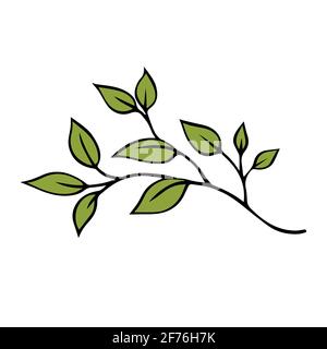 Zweig eines Baumes mit grünen Blättern auf weißem Hintergrund. Gliederungszeichnung. Vektor-isolierte Illustration Stock Vektor