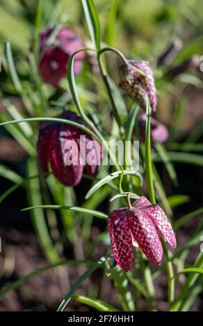 In einem Vorstadtgarten in Pinner, Middlesex, Großbritannien, wachsen lila karierte Schlangenkopf-Fritillarienblumen. Fotografiert an einem sonnigen Tag Anfang April. Stockfoto