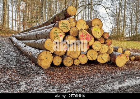 Ein Haufen großer Nadelholzstämme im Wald. Forstwirtschaft und Holzeinschlag Stockfoto