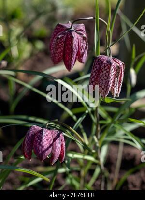 In einem Vorstadtgarten in Pinner, Middlesex, Großbritannien, wachsen lila karierte Schlangenkopf-Fritillarienblumen. Fotografiert an einem sonnigen Tag Anfang April. Stockfoto