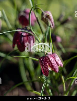 In einem Vorstadtgarten in Pinner, Middlesex, Großbritannien, wachsen lila karierte Schlangenkopf-Fritillarienblumen. Fotografiert an einem sonnigen Tag Anfang April. Stockfoto