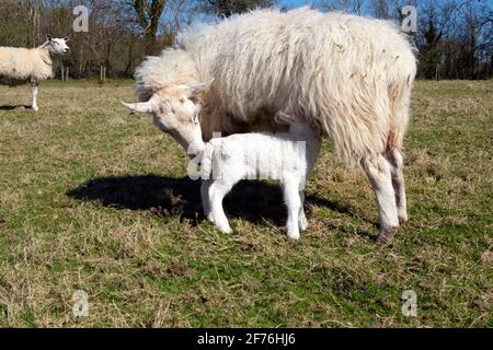 Stillende Mutterschafe und Baby Lamm saugen von Mutter Schafe stehen In einem Feld im Frühling Sonnenschein auf Bauernhof April Carmarthenshire West Wales Großbritannien KATHY DEWITT Stockfoto