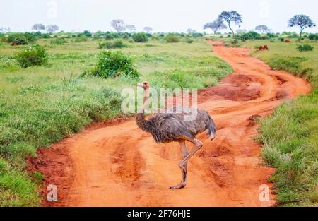 Nahaufnahme eines Straußenstaus auf einer unbefestigten Straße inmitten einer Safari in Tsavo Ost-Kenia. Es ist ein Wildtierfoto aus Afrika. Stockfoto