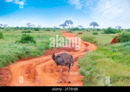 Nahaufnahme eines Straußenstaus auf einer unbefestigten Straße inmitten einer Safari in Tsavo Ost-Kenia. Es ist ein Wildtierfoto aus Afrika. Stockfoto