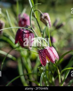 In einem Vorstadtgarten in Pinner, Middlesex, Großbritannien, wachsen lila karierte Schlangenkopf-Fritillarienblumen. Fotografiert an einem sonnigen Tag Anfang April. Stockfoto