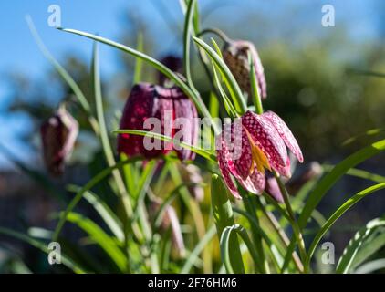 In einem Vorstadtgarten in Pinner, Middlesex, Großbritannien, wachsen lila karierte Schlangenkopf-Fritillarienblumen. Fotografiert an einem sonnigen Tag Anfang April. Stockfoto