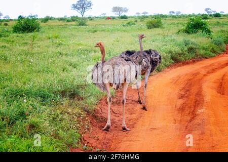 Eine Gruppe Strauße steht auf einer unbefestigten Straße inmitten einer Safari in Tsavo Ost-Kenia. Es ist ein Wildtierfoto aus Afrika. Stockfoto