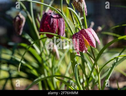 In einem Vorstadtgarten in Pinner, Middlesex, Großbritannien, wachsen lila karierte Schlangenkopf-Fritillarienblumen. Fotografiert an einem sonnigen Tag Anfang April. Stockfoto