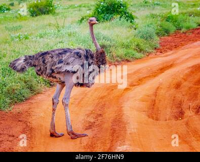 Nahaufnahme eines Straußenstaus auf einer unbefestigten Straße inmitten einer Safari in Tsavo Ost-Kenia. Es ist ein Wildtierfoto aus Afrika. I Stockfoto