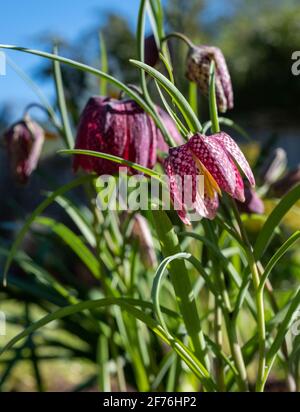 In einem Vorstadtgarten in Pinner, Middlesex, Großbritannien, wachsen lila karierte Schlangenkopf-Fritillarienblumen. Fotografiert an einem sonnigen Tag Anfang April. Stockfoto