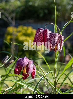 In einem Vorstadtgarten in Pinner, Middlesex, Großbritannien, wachsen lila karierte Schlangenkopf-Fritillarienblumen. Fotografiert an einem sonnigen Tag Anfang April. Stockfoto