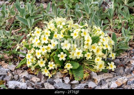 primeln (primula vulgaris) eine frühlingsblühende Pflanze mit einer gelben Frühlingsblume zwischen März und Mai, Stockfoto Stockfoto