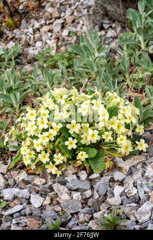 primeln (primula vulgaris) eine frühlingsblühende Pflanze mit einer gelben Frühlingsblume zwischen März und Mai, Stockfoto Stockfoto