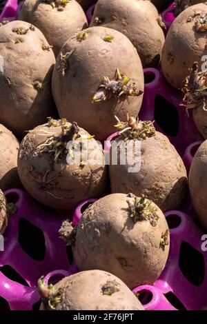 Samenkartoffelknollen, die in einem rosa Kunststofftablett gechittet wurden, bereit für die Pflanzung in den Pflanzenboden, um eine frühe Ernte von Kartoffeln zu bringen, Stock ph Stockfoto