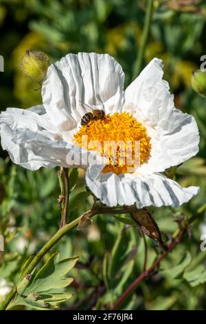 Romneya coulteri mit einer Biene sammeln Pollen für Honig, die Ist eine sommerblühende Pflanze mit einer weißen Sommerblüte Allgemein bekannt als Californian Stockfoto