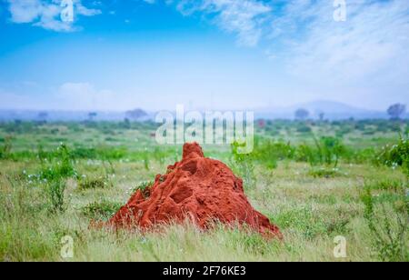 Großer Termitenhügel in Tsavo Ostkenia. Es ist ein Wildtierfoto aus Afrika. Stockfoto