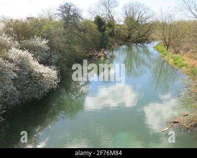 An einem sonnigen Frühlingstag Anfang April säumen weiße Schlehdornblütenwolken die Ufer des Northampton Arms des Grand Union Canal. Stockfoto