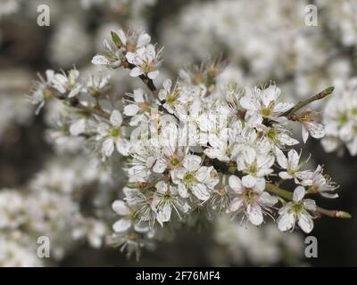 Nahaufnahme eines Dornbuschblütenzweiges (Prunus Spinosa) mit seinen schneeweißen, zierlichen Blüten; die englische Hecke Anfang April. Stockfoto