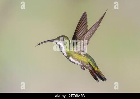 Grüner Mango-Kolibri, Anthracothorax prevostii, alleinreihige Weibchen, die in der Nähe der Blume schweben, Costa Rica Stockfoto