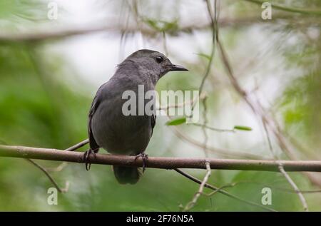 Grauer Welsel, Dumetella carolinensis, Erwachsener, der auf einem Ast eines Baumes thront, Zapata, Kuba Stockfoto