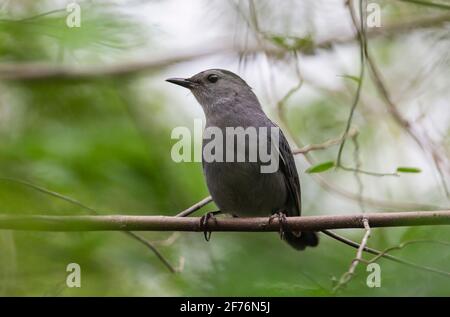 Grauer Welsel, Dumetella carolinensis, Erwachsener, der auf einem Ast eines Baumes thront, Zapata, Kuba Stockfoto