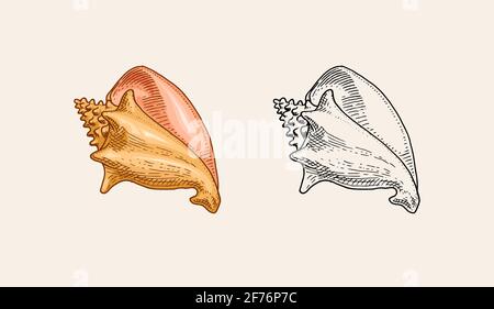 Muscheln oder Molluska verschiedene Formen. Handgraviert in alter Skizze, Vintage-Stil. Nautisch oder marine, Monster oder Nahrung. Tiere im Meer. Stock Vektor