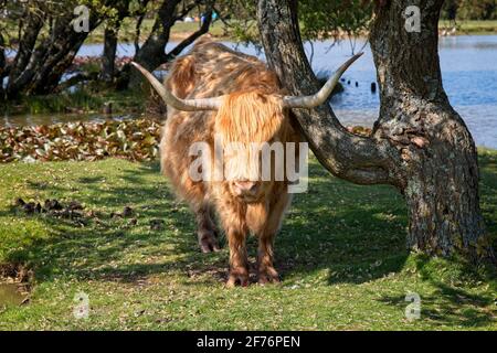 New Forest Rinder mit Hörnern in der Nähe von Wasser auf einem sonnigen Tag in England Stockfoto