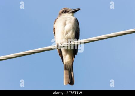 Grauer Königskäfer, Tyrannus dominicensis, alleinerziehend auf Telegraphendraht, Trinidad und Tobago Stockfoto