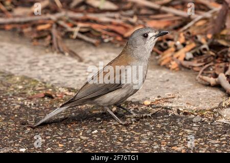 Graue Garnelendrossel oder graue Garnelendrossel, Colluricinca Mundharmonica, alleinstehender Erwachsener auf dem Boden, Queensland, Australien Stockfoto