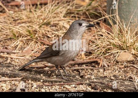 Graue Garnelendrossel oder graue Garnelendrossel, Colluricinca Mundharmonica, alleinstehender Erwachsener auf dem Boden, Queensland, Australien Stockfoto