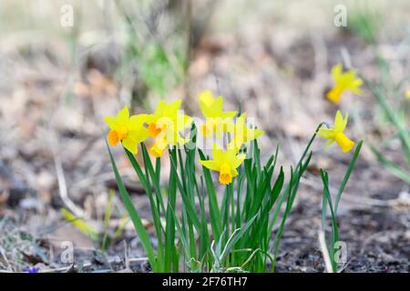 Wien, Österreich. Gelbe Narzissen (Narcissus pseudonarcissus) Stockfoto