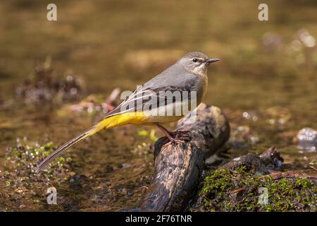 Graue Bachstelze, Motacilla cinerea, Single adult thront in der Nähe des Flusswassers, Vereinigtes Königreich Stockfoto