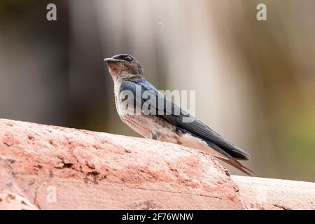 Graureihiger martin, Progne chalybea, einäugiger Vogel auf Felsen, Trinidad und Tobago Stockfoto