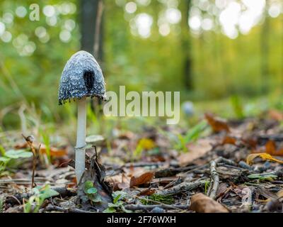 Pilze wachsen im deutschen Wald. Stockfoto