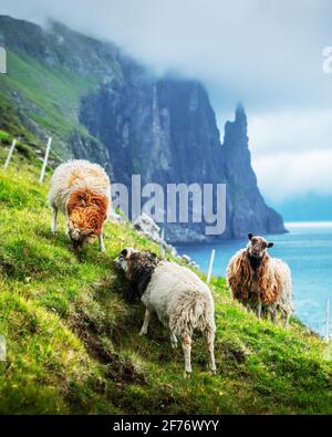 Wunderschöne färöische Landschaft mit berühmten Hexenfinger-Klippen und Schafen vom Trollkonufingur-Aussichtspunkt. Vagar Island, Färöer-Inseln, Dänemark. Stockfoto