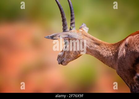 Nahaufnahme eines Antilopen mit großen Hörnern steht im Gras und kaut in Tsavo East, Kenia. Es ist ein Wildtierfoto aus Afrika. Stockfoto