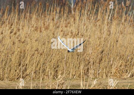 Lachmöwe Stockfoto