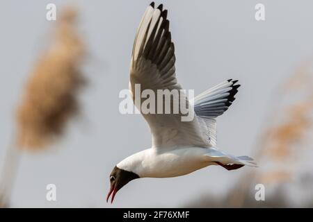 Lachmöwe Stockfoto