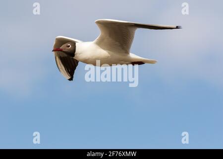 Lachmöwe Stockfoto