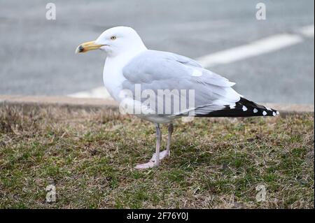 Möwe auf dem Gras in der Nähe der Straße. Möwe ist ein spezifischer Meeresvögel. Stockfoto