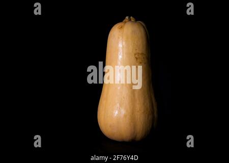 Squash auf schwarzem Hintergrund Stockfoto